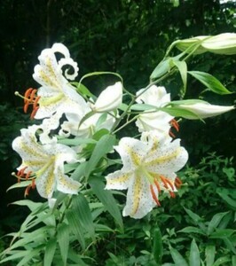  fields and mountains grass yama lily ( mountain 100 .),7 stock. Tochigi prefecture north part production.5!