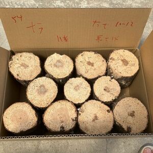 54 вокруг мягкость nala1 1 шт. толщина примерно 10~12cm длина примерно 14 cm... дерево производство яйцо дерево Chiba префектура 