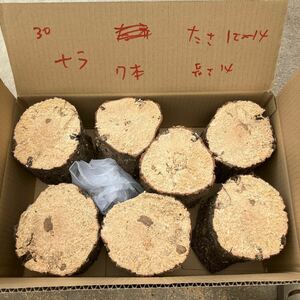 30 rare futoshi material soft nala7ps.@ thickness approximately 12~14cm length approximately 14 cm... tree production egg tree Chiba prefecture 