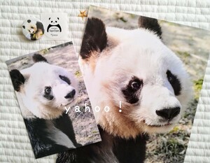 限定『キリッ』タンタン２種set 王子動物園　パンダ 旦旦