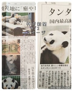 神戸新聞 2024.4.2 朝刊 『 タンタン天国へ 』王子動物園　タンタン記事