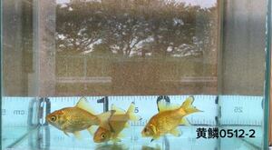 黄鱗 キラキラ goldfish 新潟県せきね養魚場産 ３匹セット