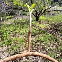 栽培用種根　とげなしタラの芽　　種根５本　プランター栽培可能_画像3