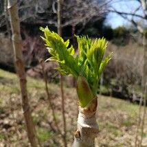 栽培用種根　とげなしタラの芽　　種根５本　プランター栽培可能_画像4