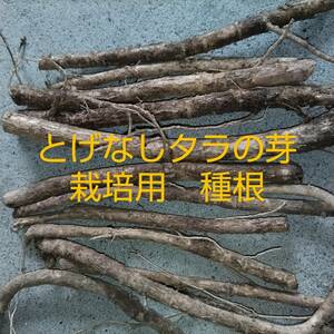 栽培用種根　とげなしタラの芽　　種根５本　プランター栽培可能
