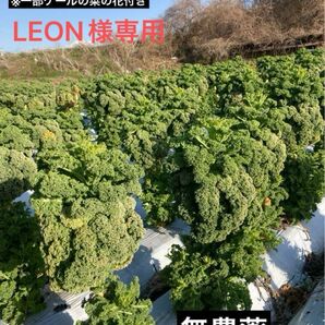 信州産サラダケール　700g（LEON様専用）