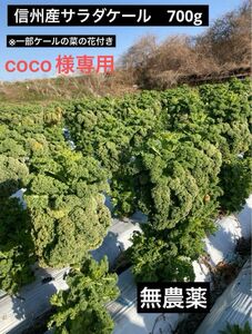 信州産サラダケール　700g（coco様専用）