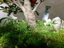 希少　古木感上々　皐月　絹の舞　風情ある模様木　自然樹形　持込の貴風盆栽　樹高32センチ（地際から25センチ）_画像4