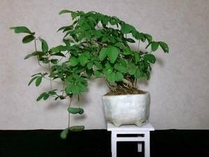  rare old tree feeling on . exhibition also .... leaf akebi root trim is good underfoot manner . exist .. tailoring bring-your-own. shohin bonsai height of tree 27 centimeter ( ground . from 20 centimeter )