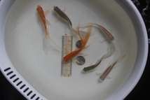 鉄魚　3歳　全長約11～14ｃｍ　白色プラチナ系2尾　ゴ－ルド系2尾　鉄さび系2尾 　合計6尾　　_画像8