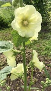 花種　タチアオイ　宿根草　約10個以上　北海道より