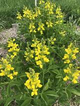 花種　千代萩　センダイハギ　宿根　多年草　約15粒　北海道より_画像4