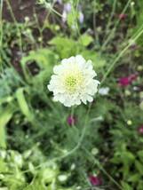 花種　松虫草　クリーム色　宿根多年草　種約20個以上　可愛い！北海道より_画像2