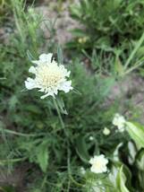 花種　松虫草　クリーム色　宿根多年草　種約20個以上　可愛い！北海道より_画像1