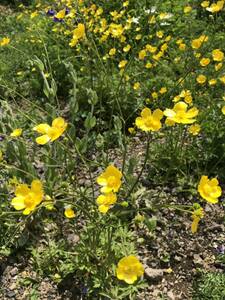 花種　キンポウゲ　金鳳花　宿根　野草　約20粒　北海道より