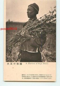J1256●満州 大豆の収穫 農夫【絵葉書】