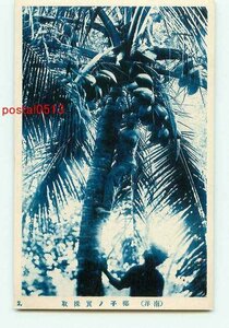 J1691●南洋 椰子の実採取【絵葉書】