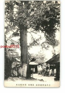 XyG6790●長野 月の名所姥捨山 長楽寺 境内桂大木 *傷み有り【絵葉書】