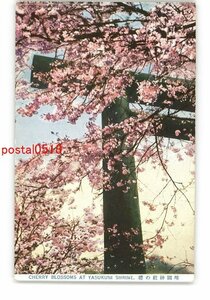 XyL0189●東京 靖国神社の桜 *傷み有り【絵葉書】