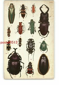 XyL8225●昆虫図鑑絵葉書 カブトムシ クワガタ 他 *傷み有り【絵葉書】