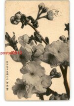 XyS7950●東京 荒川堤五色の内 浅黄桜 *エンタイア *傷み有り【絵葉書】_画像1