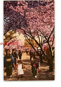 XyS8048●東京 帝都の桜花 荒川の五色桜 *傷み有り【絵葉書】