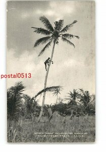 XyV6614●南洋 空高き椰子の実を取るカナカ土人 サイパン島 *傷み有り【絵葉書】