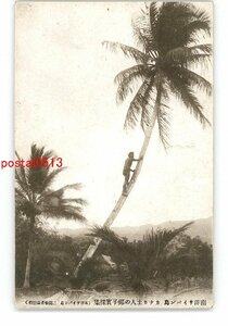 XyX1558● 南洋 サイパン島 カナカ人の椰子実採集 *傷み有り【絵葉書】