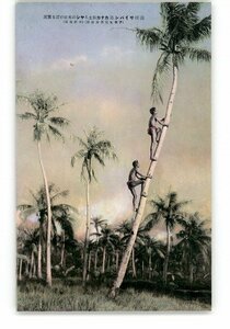 XZB8998●南洋 南洋サイパン島カナカ族人ヤシの木にのぼる実況 *傷み有り【絵葉書】