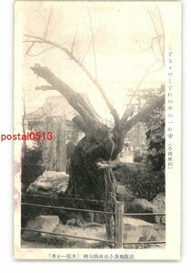 XZC8767●大阪 一心寺 臥龍梅と西来山句碑 *傷み有り【絵葉書】