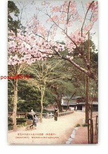 XZC8739●大阪 箕面公園 桜 *傷み有り【絵葉書】