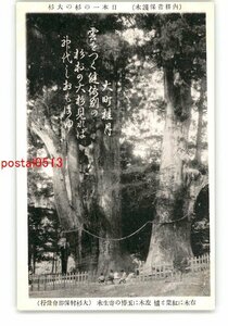 XZD5294●高知 日本一の杉の大杉 右木に紅葉と櫨左木に玉椿の寄生木 *傷み有り【絵葉書】