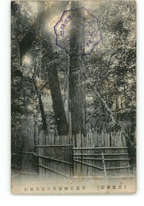 XZC5308●島根 出雲名勝 八重垣神社奥の院夫婦杉 *傷み有り【絵葉書】