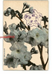 XZH0499●東京 荒川堤五色桜の内 浅黄桜 *傷み有り【絵葉書】