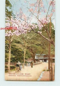 Xi5190●大阪 箕面 園内の桜【絵葉書】