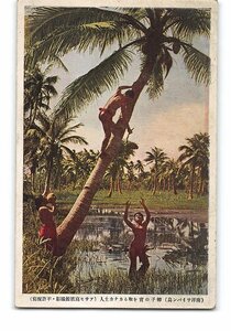 XyE5984●南洋 南洋サイパン島 椰子の実を取るカナカ人 *傷み有り【絵葉書】