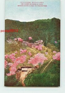 Xb6456●奈良 吉野山 中千本の桜【絵葉書】