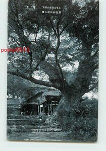 Xb8893●群馬 太田金山 新田神社前大欅【絵葉書】