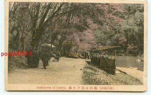 E0757●京都 彩色 嵐山 亀山公園下の桜【絵葉書】