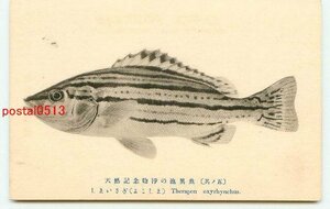 D4168●静岡 淨の池 異魚 しまいさぎ【絵葉書】