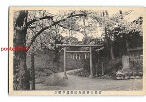 Xs8286●埼玉 宝登山神社 奥社参道の起点 桜【絵葉書】