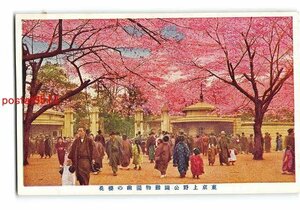 Xr5949●東京 上野公園動物園前の桜 *傷み有り【絵葉書】