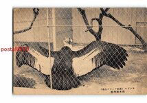 Xr8501●熊本 熊本動物園 コンドル【絵葉書】_画像1