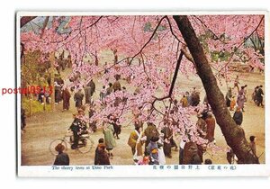 Xt4936●東京 上野公園の桜【絵葉書】