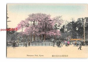 Xu8223●京都 手彩色 円山公園の桜【絵葉書】