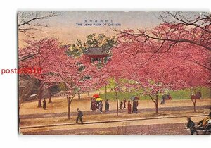 Xu8644●東京 上野公園の桜 エンタイア *傷み有り【絵葉書】