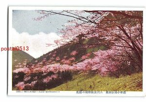 Xu5836●神奈川 箱根小涌谷温泉 三河屋旅館前の桜花 *折れ有り【絵葉書】