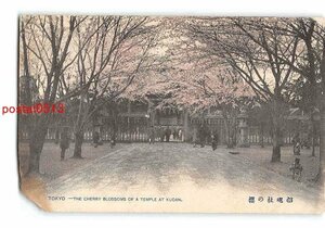 xu0667●東京 手彩色 靖国神社？の桜 *剥離有り【絵葉書】