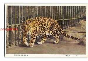 Xv3971●東京 へう 豹 上野恩賜公園動物園【絵葉書】