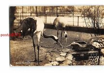 XyB2431●東京 上野恩賜公園動物園 *傷み有り【絵葉書】_画像1